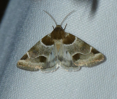 Schinia sexplagiata