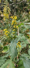 Solidago virgaurea virgaurea