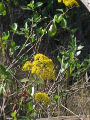 Senecio brachypodus