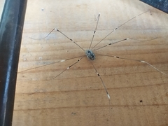 Leiobunum religiosum