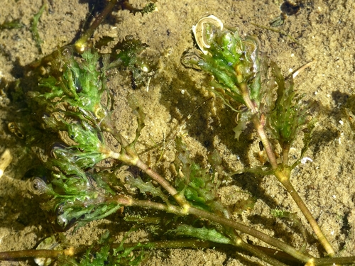 Naiads Hydrocharitaceae Frogs Bit Of The Pacific Northwest