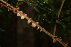 Mezoneuron brachycarpum