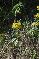 Senecio brachypodus