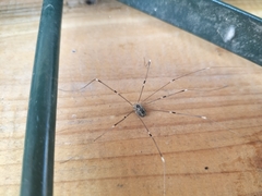 Leiobunum religiosum