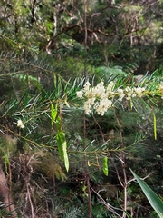 Acacia linifolia