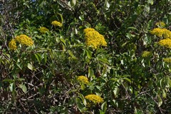 Senecio brachypodus