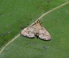 Metasia ophialis