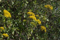 Senecio brachypodus