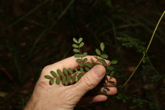 Mezoneuron brachycarpum