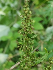 Rumex obtusifolius silvestris