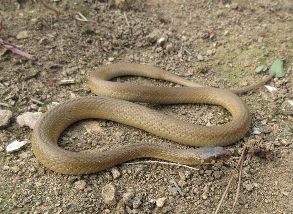 Japanese Keelback in August 2022 by Yucheol Shin · iNaturalist