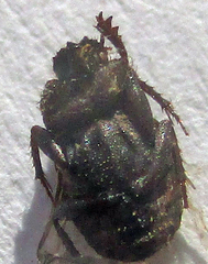 Drepanocerus kirbyi