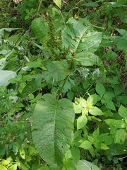 Rumex obtusifolius silvestris