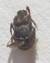 Drepanocerus kirbyi