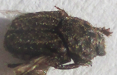 Drepanocerus kirbyi
