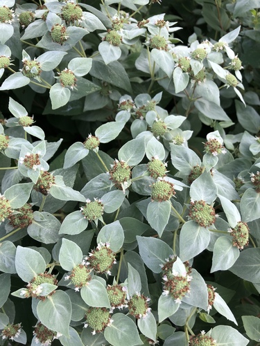 Pycnanthemum muticum