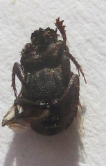 Drepanocerus kirbyi