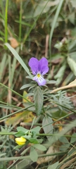 Viola lutea lutea