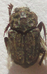 Drepanocerus kirbyi