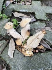 Macrocybe gigantea