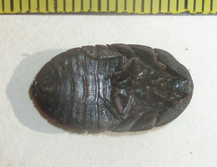 Derocalymma