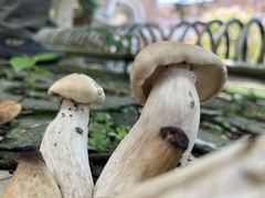 Macrocybe gigantea