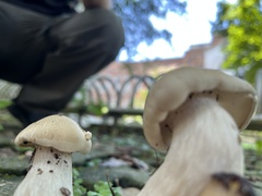 Macrocybe gigantea