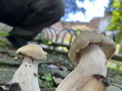 Macrocybe gigantea