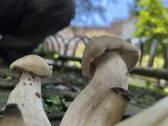Macrocybe gigantea