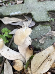 Macrocybe gigantea