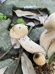 Macrocybe gigantea