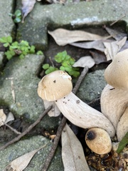 Macrocybe gigantea