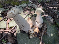 Macrocybe gigantea