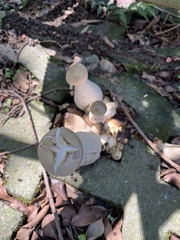 Macrocybe gigantea