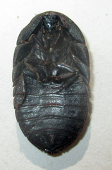 Derocalymma