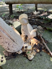 Macrocybe gigantea