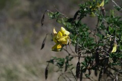 Crotalaria capensis