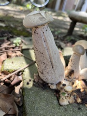 Macrocybe gigantea