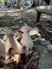 Macrocybe gigantea