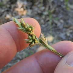 Carex muehlenbergii