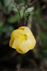 Abutilon sonneratianum