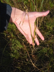 Allium strictum