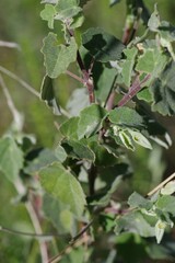Abutilon sonneratianum