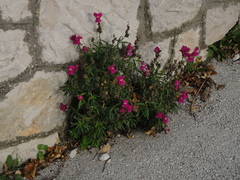 Antirrhinum majus