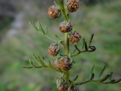 Artemisia alba