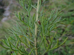 Artemisia alba
