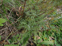 Artemisia alba
