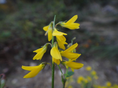 komonica najvyššia (Melilotus altissimus)