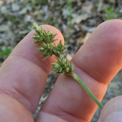 Carex muehlenbergii