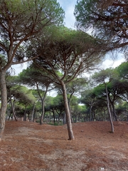 Pinus pinea